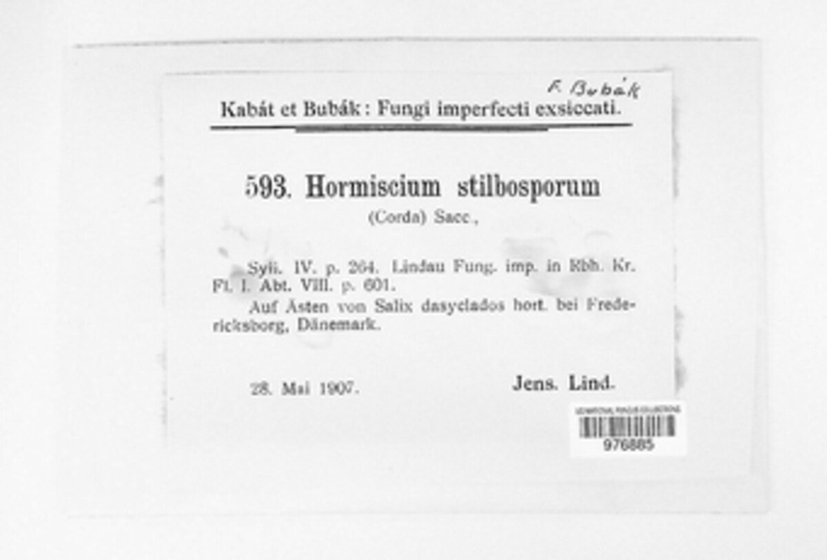 Taeniolella image